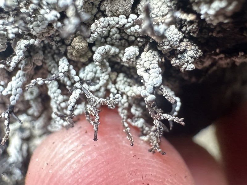 Nail Lichen photo 6