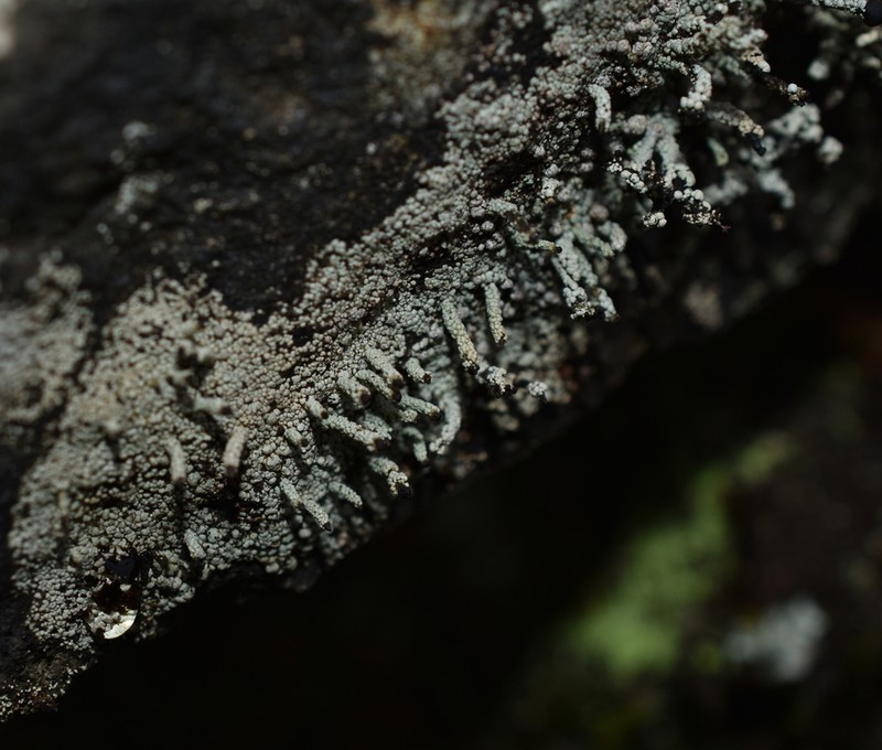 Nail Lichen photo 7
