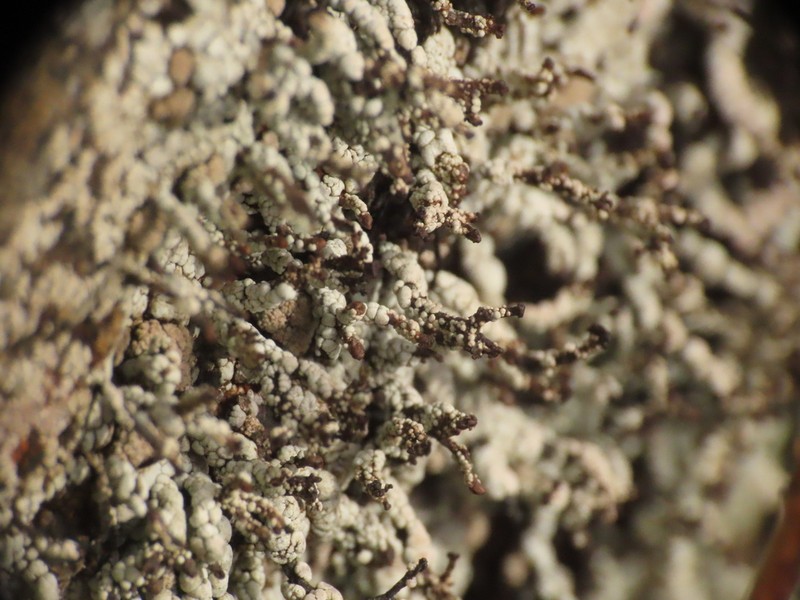 Nail Lichen photo 8