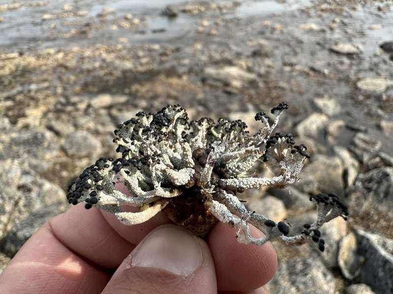 Robust Nail Lichen
