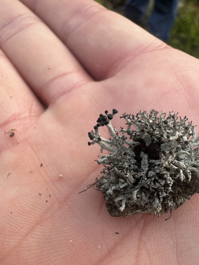 Robust Nail Lichen photo 2