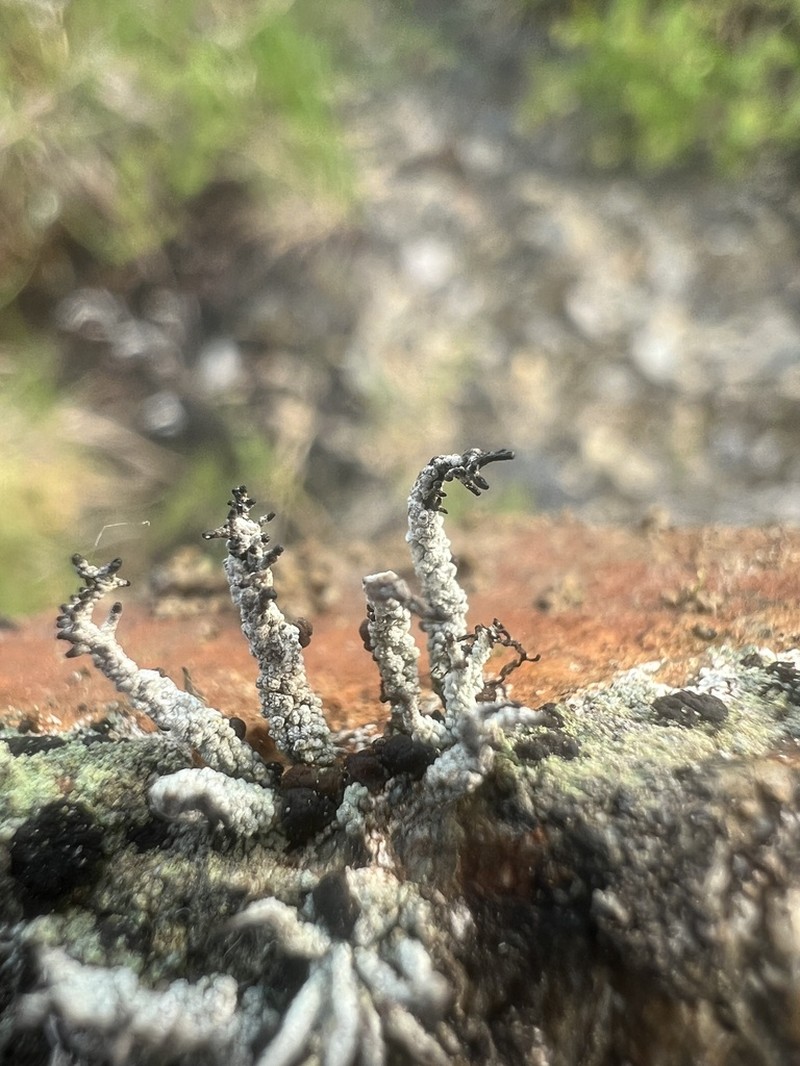 Robust Nail Lichen photo 3