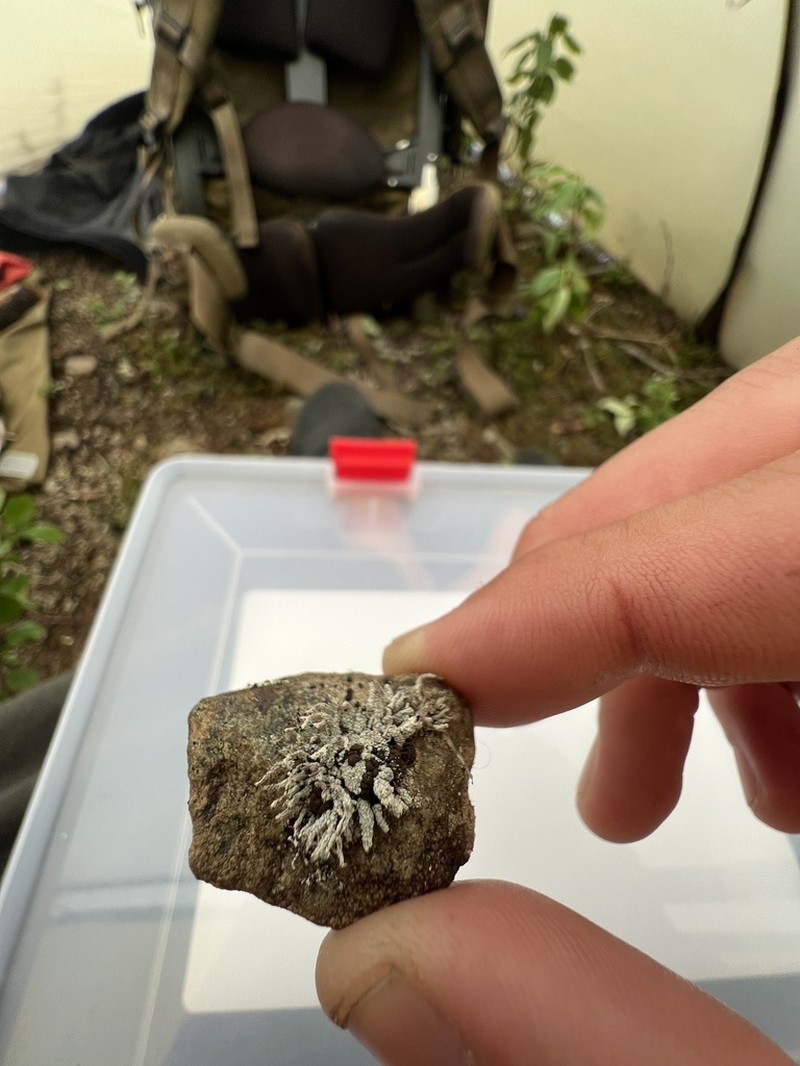 Robust Nail Lichen photo 4