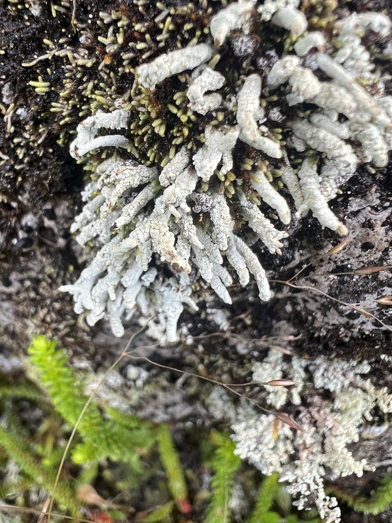 Nail Lichen