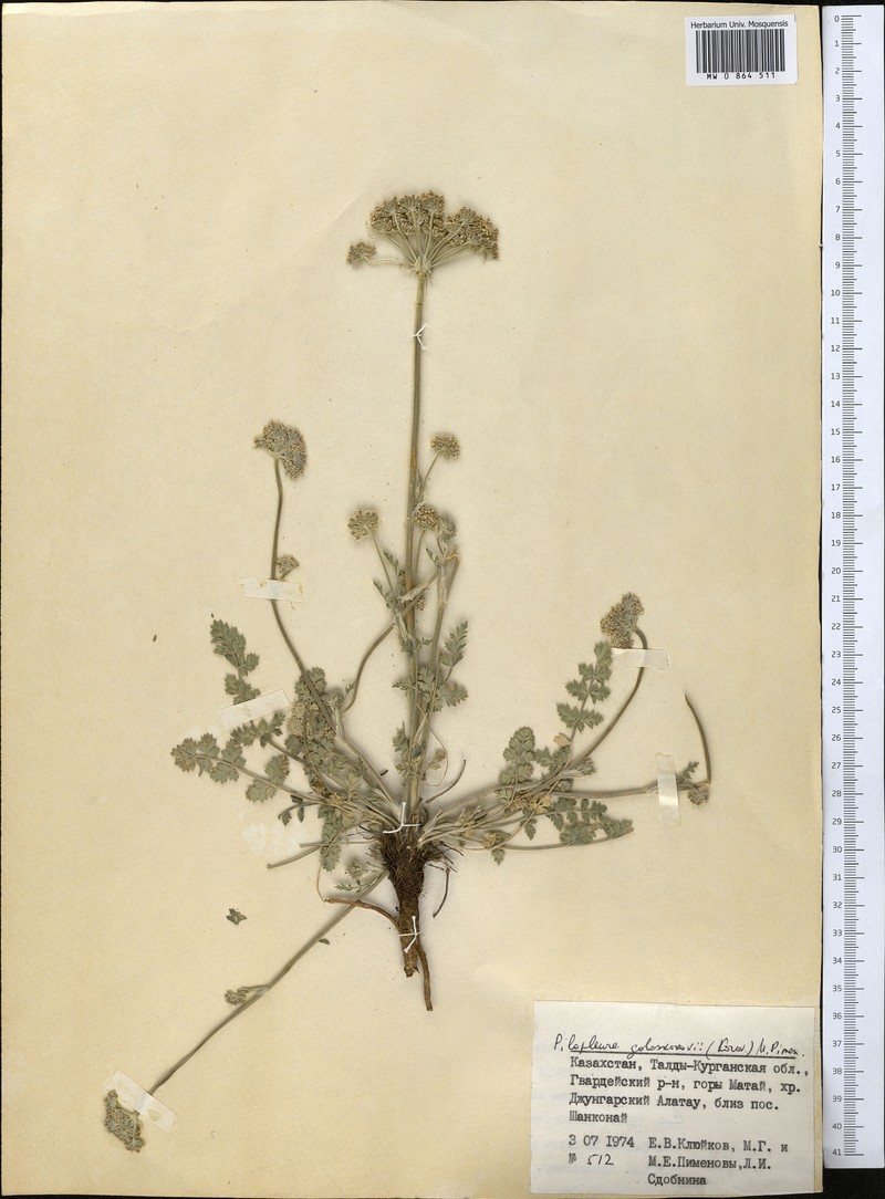 Pilopleura goloskokovii