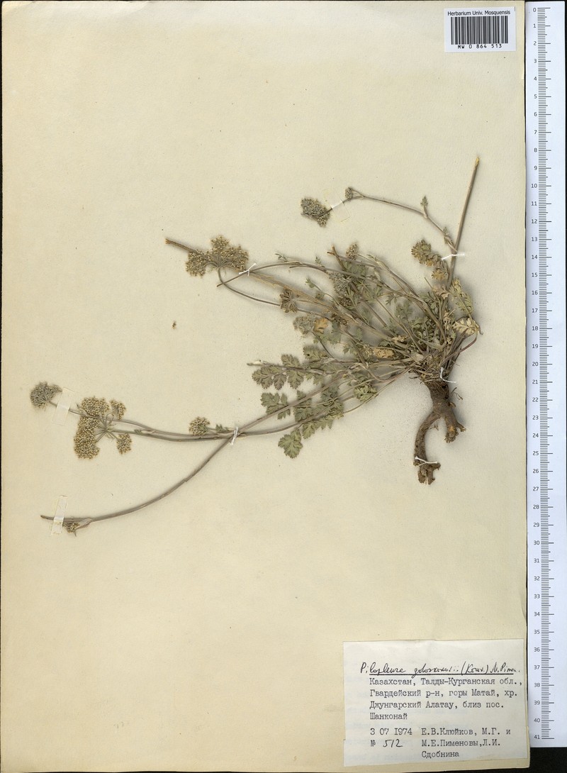 Pilopleura goloskokovii photo 2