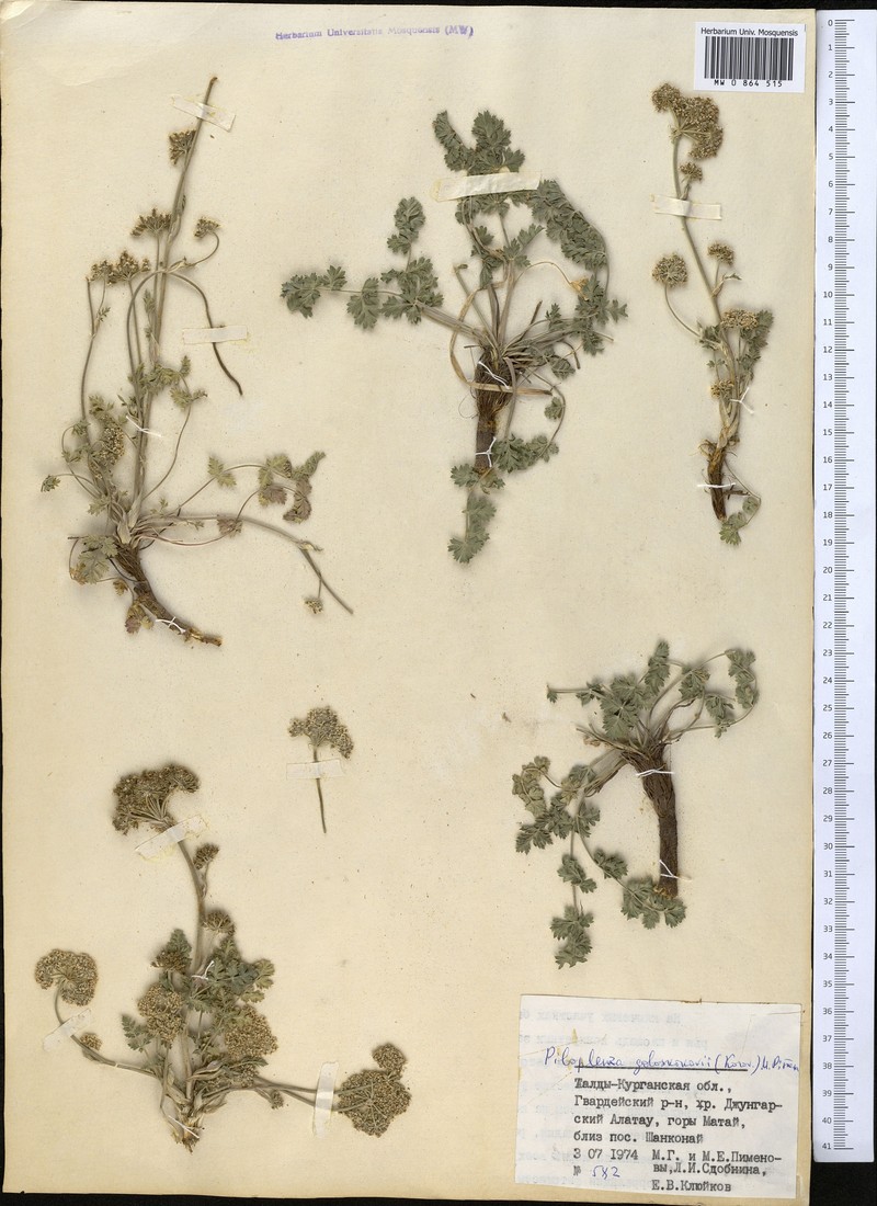 Pilopleura goloskokovii photo 3