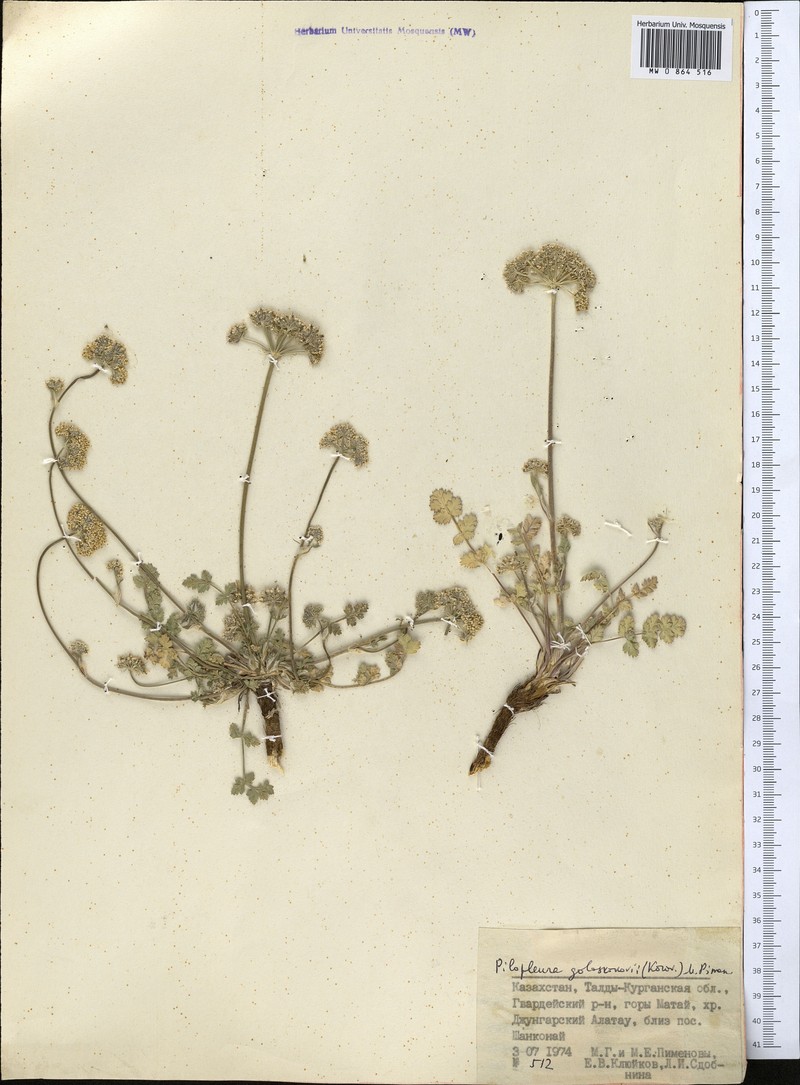Pilopleura goloskokovii photo 4