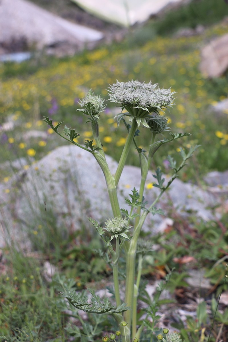 Pilopleura tordyloides photo 4