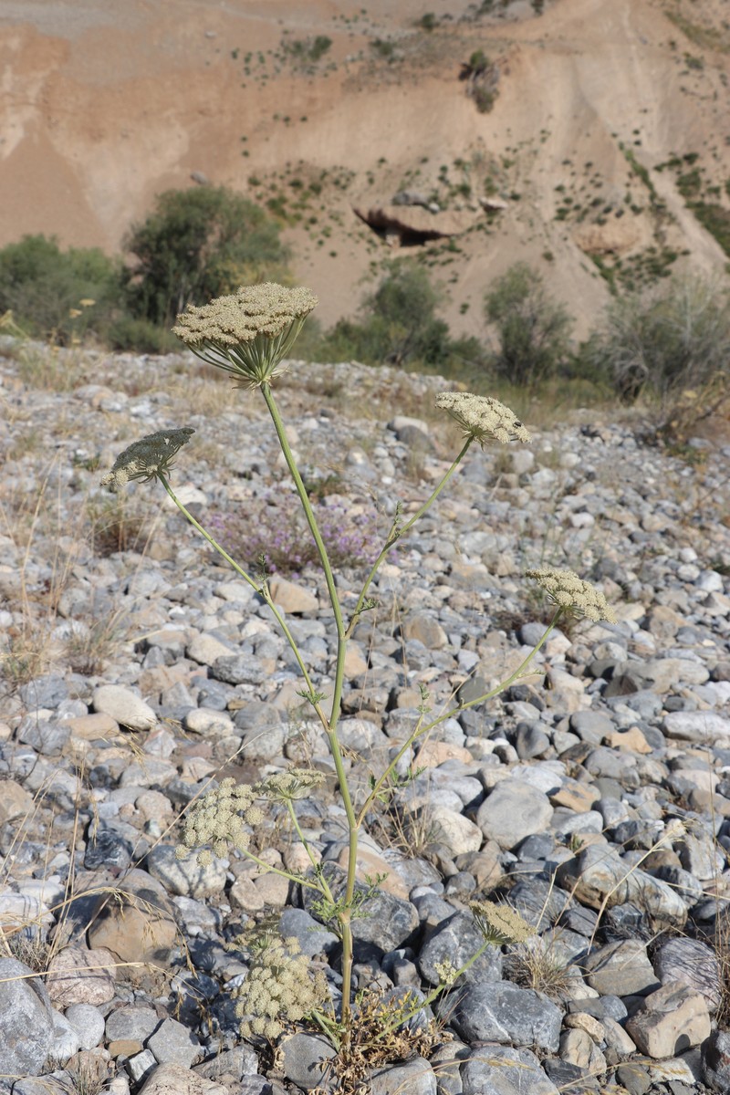 Pilopleura tordyloides photo 6