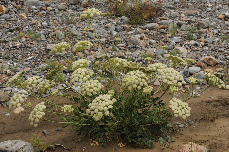 Pilopleura tordyloides photo 7