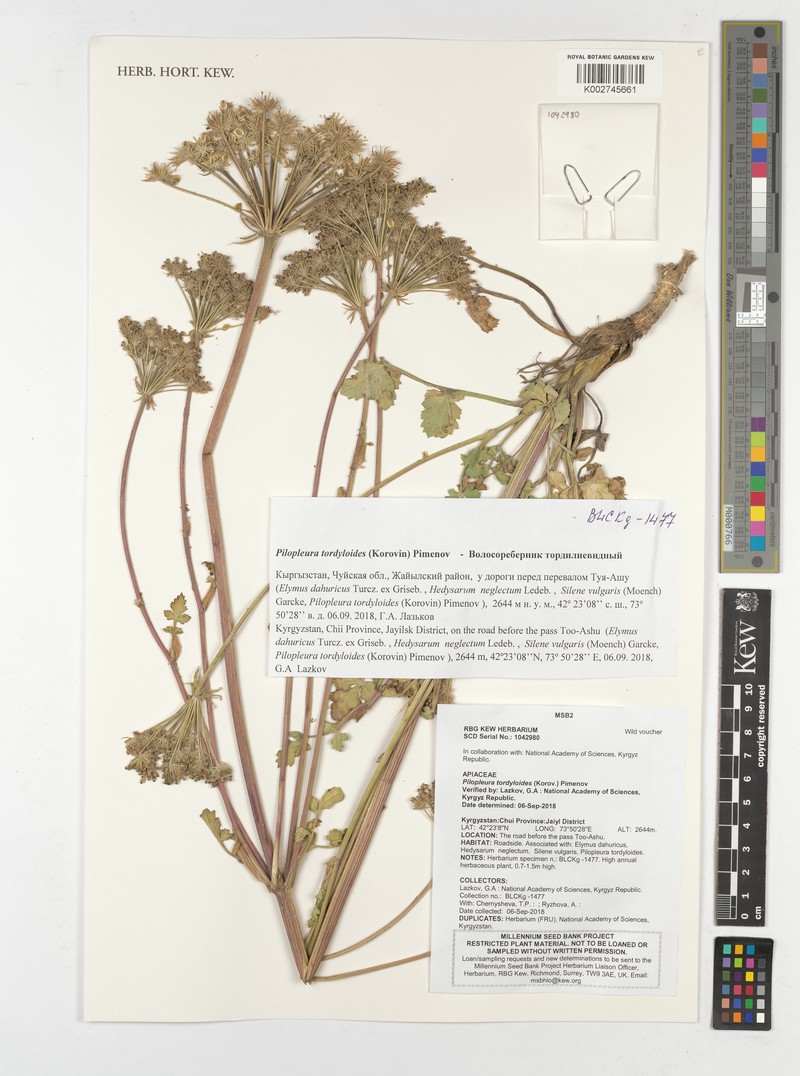 Pilopleura tordyloides photo 8