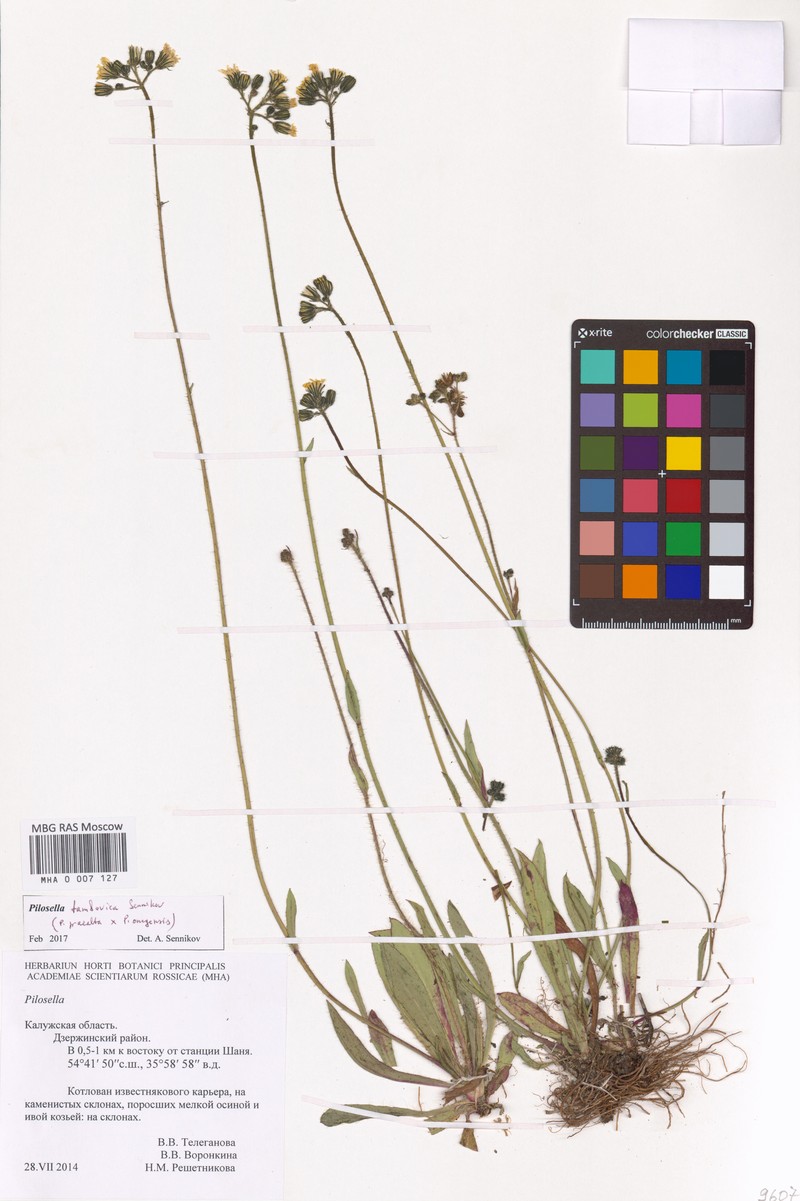 Pilosella × tambovica photo 2