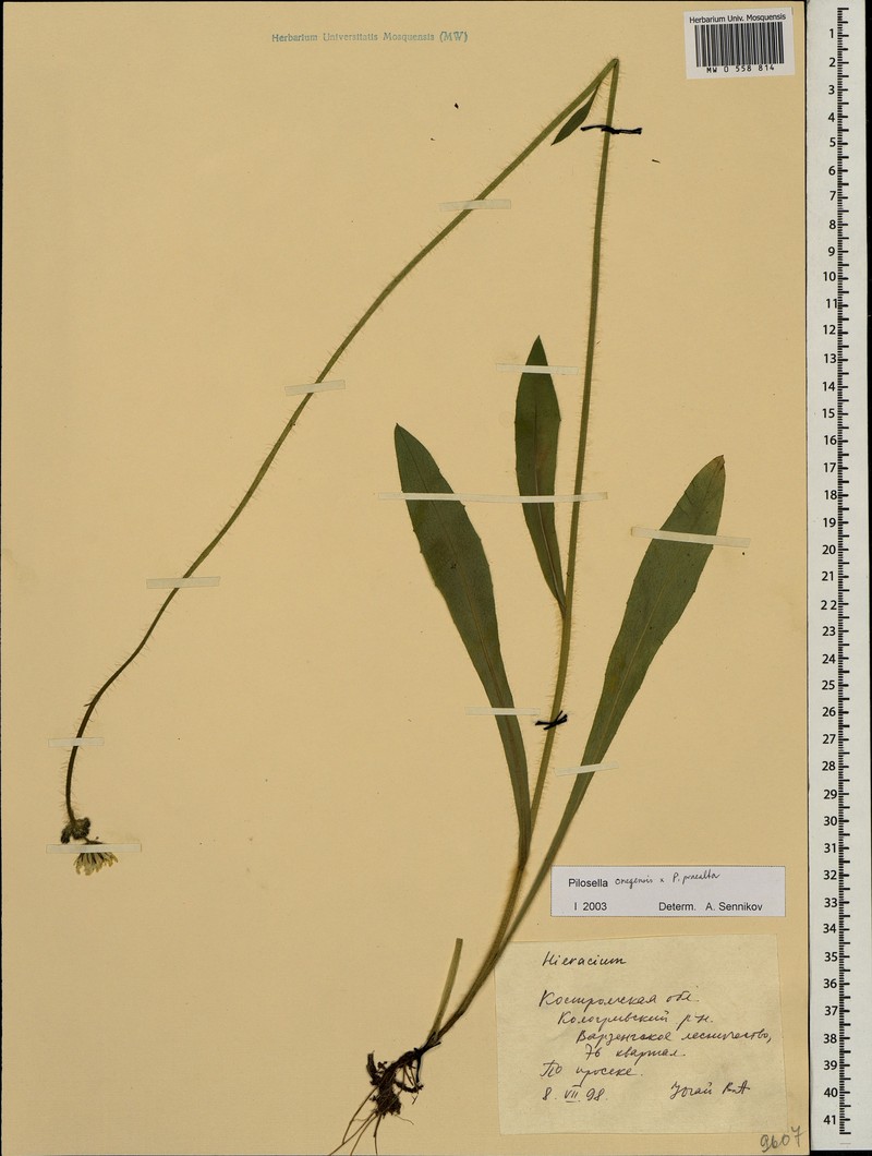 Pilosella × tambovica photo 4