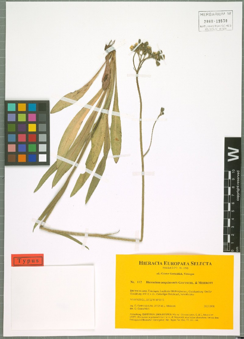 Pilosella aequimontis