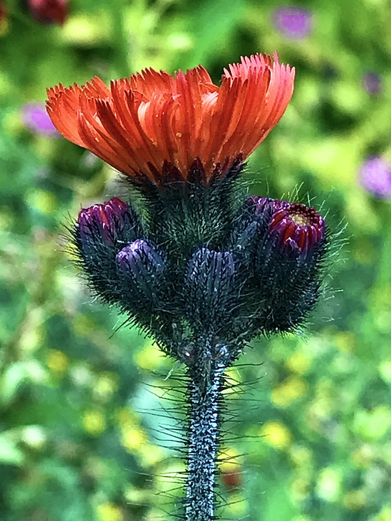 Orange Hawkweed photo 4