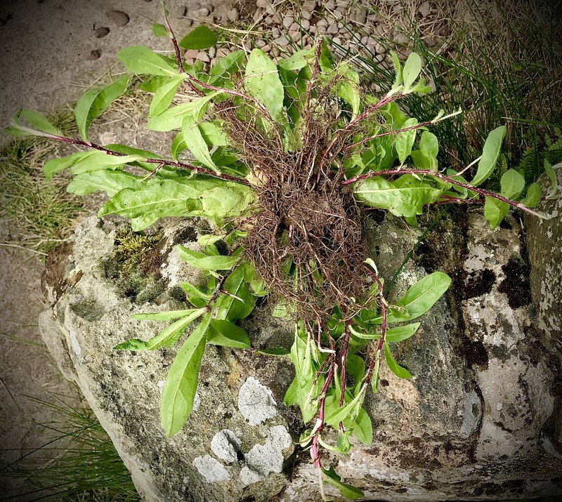 Orange Hawkweed photo 5