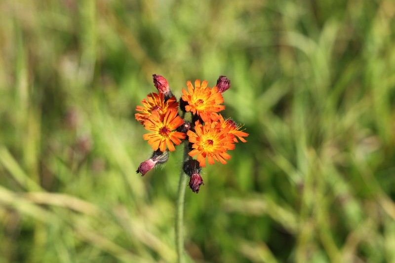 Orange Hawkweed photo 6