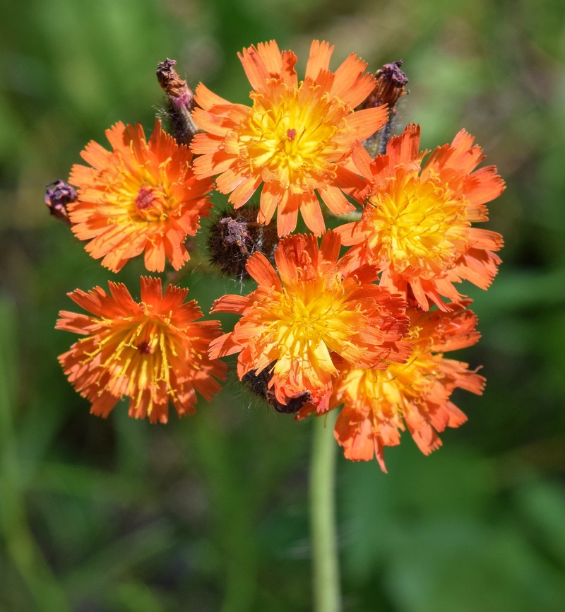 Orange Hawkweed photo 7