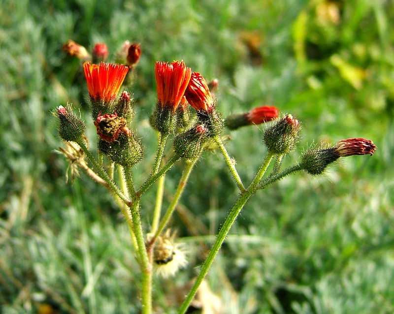 Orange Hawkweed photo 8