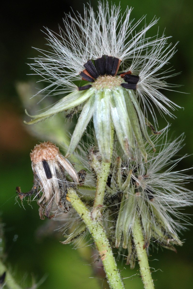 Meadow Hawkweed photo 7