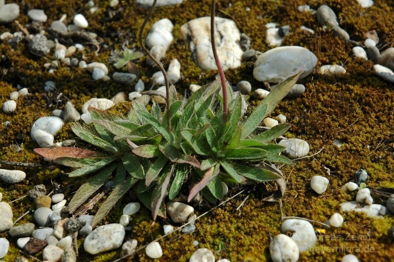 Pilosella chomatophila