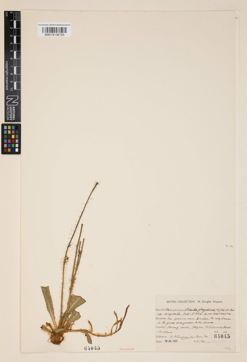 Pilosella flagellaris subsp. bicapitatum