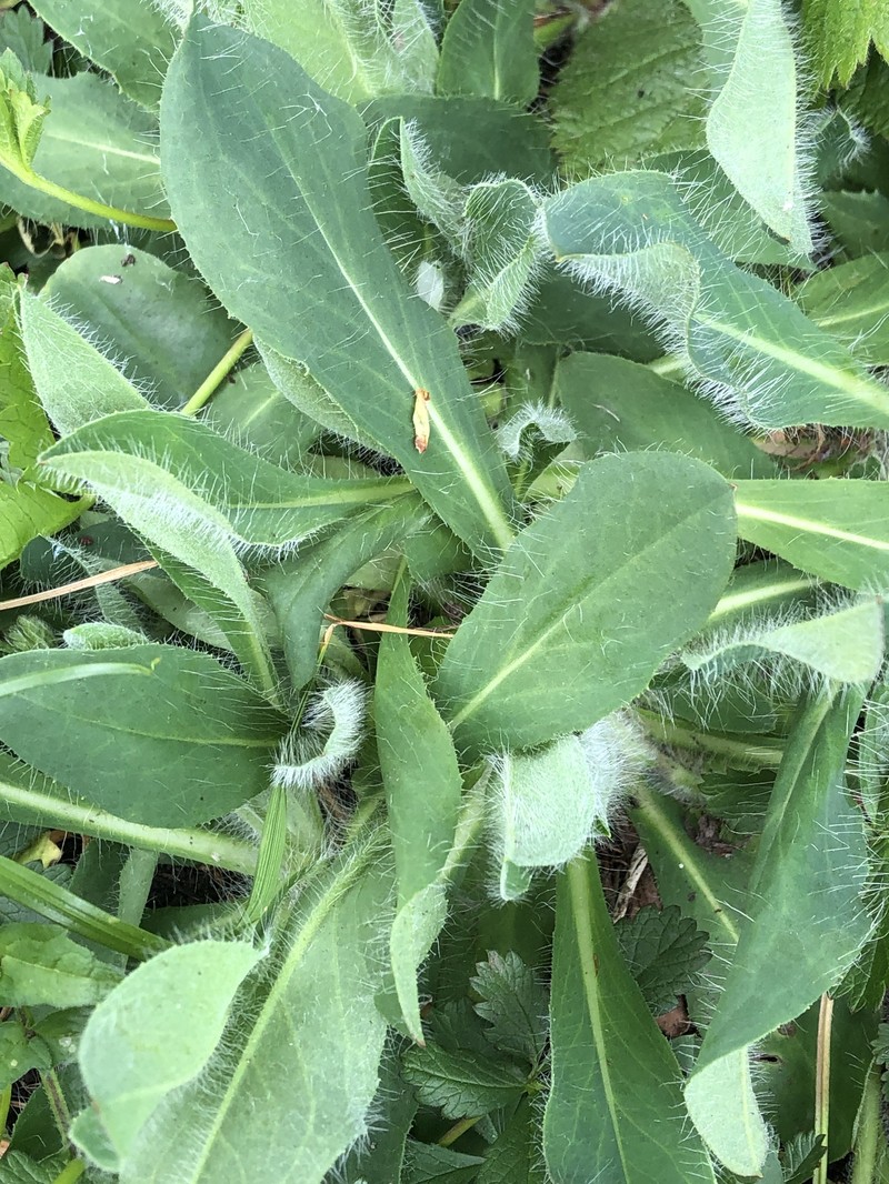 Pilosella flagellaris subsp. flagellaris