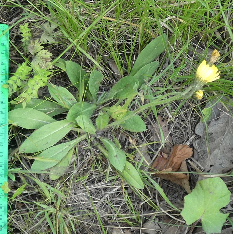 Pilosella flagellaris subsp. flagellaris photo 2