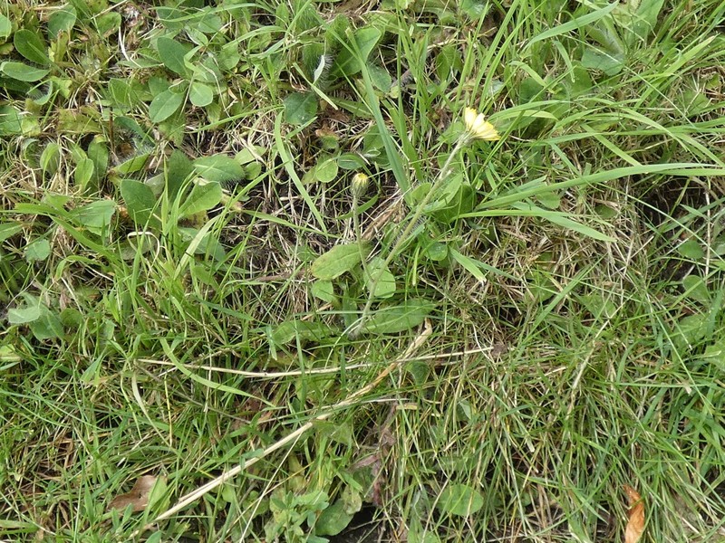 Pilosella flagellaris subsp. flagellaris photo 4