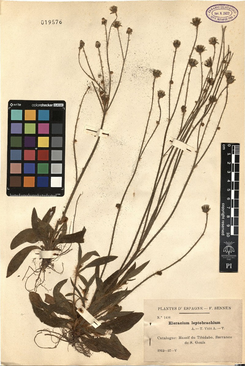 Pilosella leptobrachia