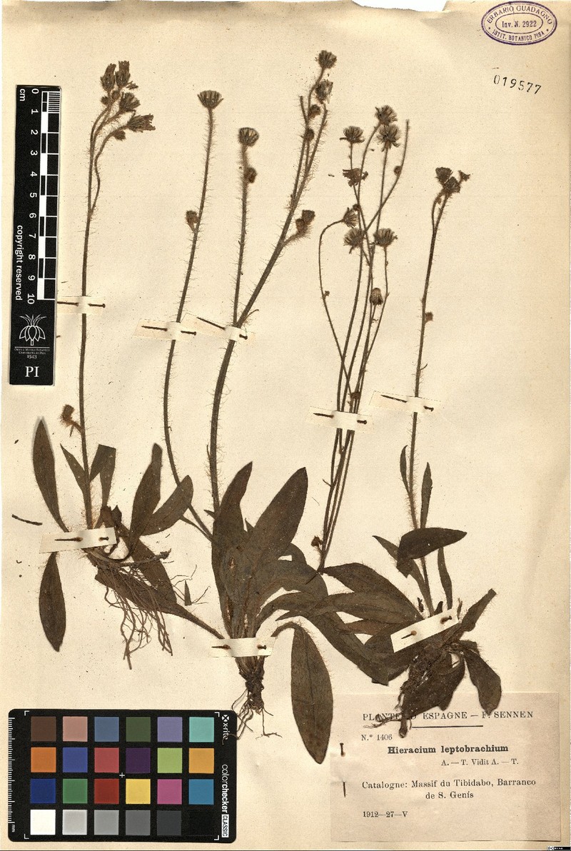 Pilosella leptobrachia photo 2