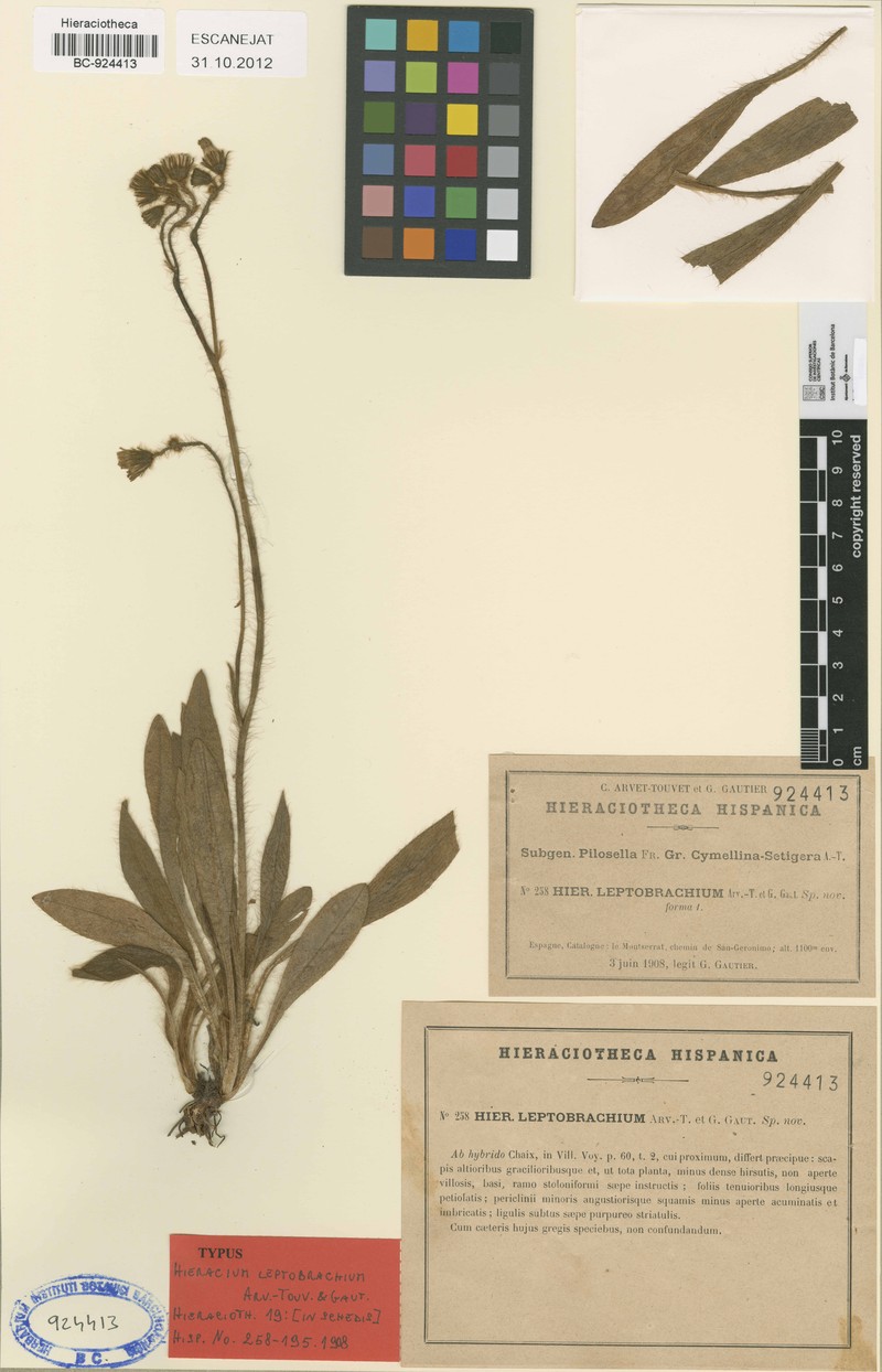 Pilosella leptobrachia photo 3