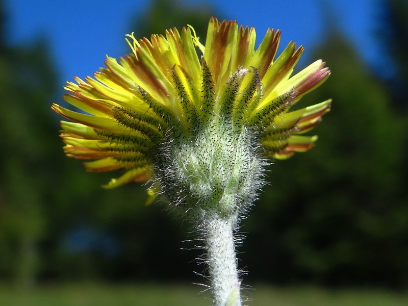 Mouseear Hawkweed photo 2