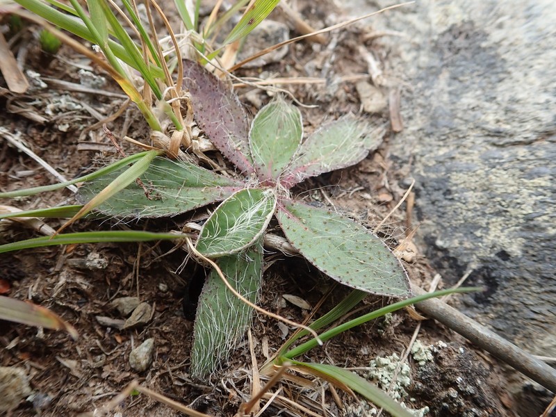 Mouseear Hawkweed photo 3