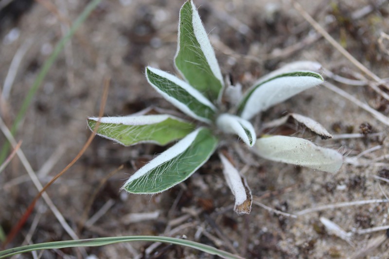 Mouseear Hawkweed photo 4
