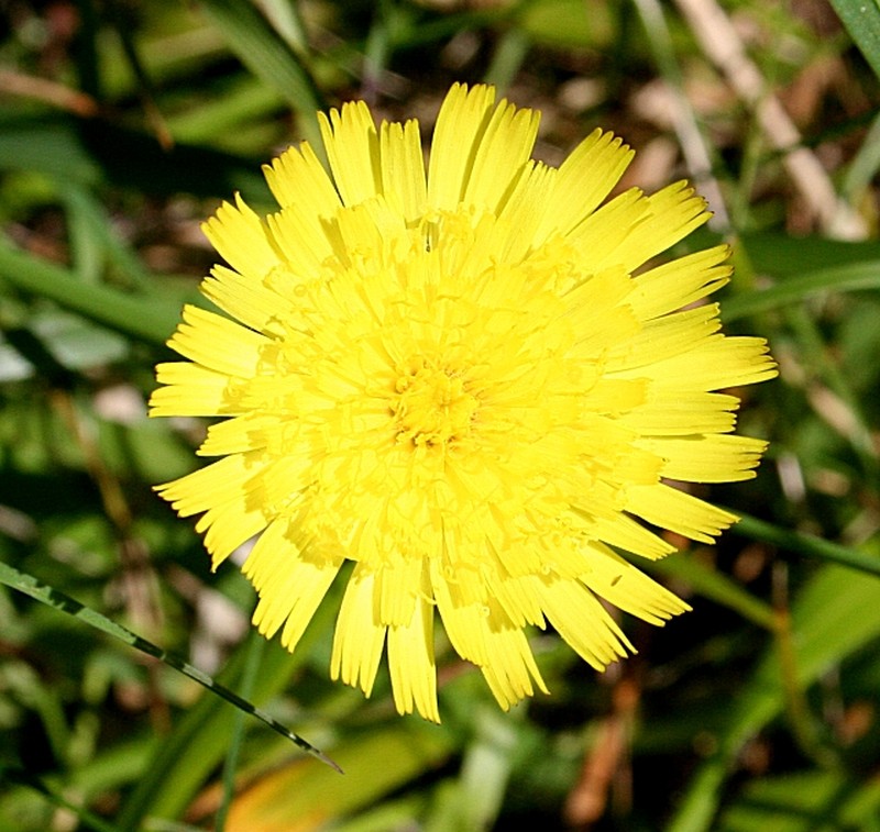 Mouseear Hawkweed photo 5