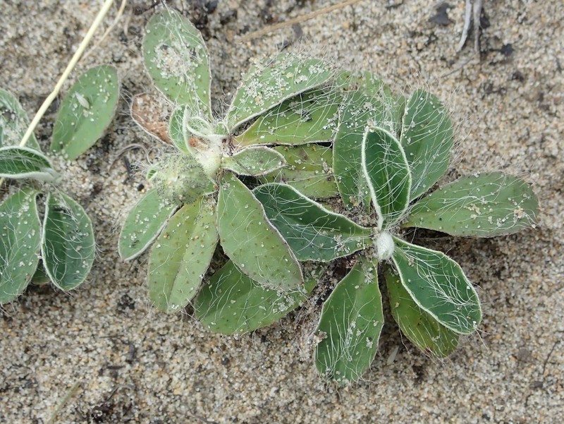 Mouseear Hawkweed photo 6