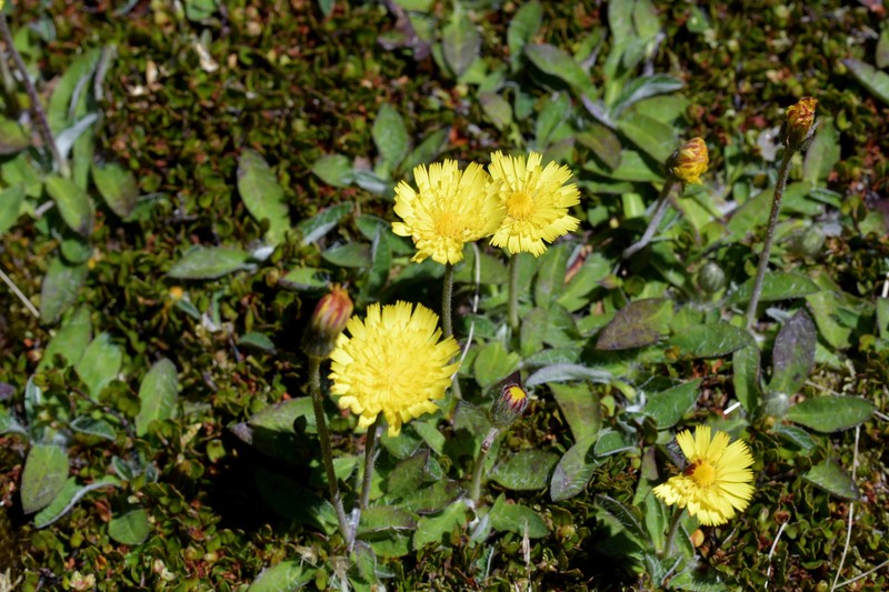 Mouseear Hawkweed photo 7