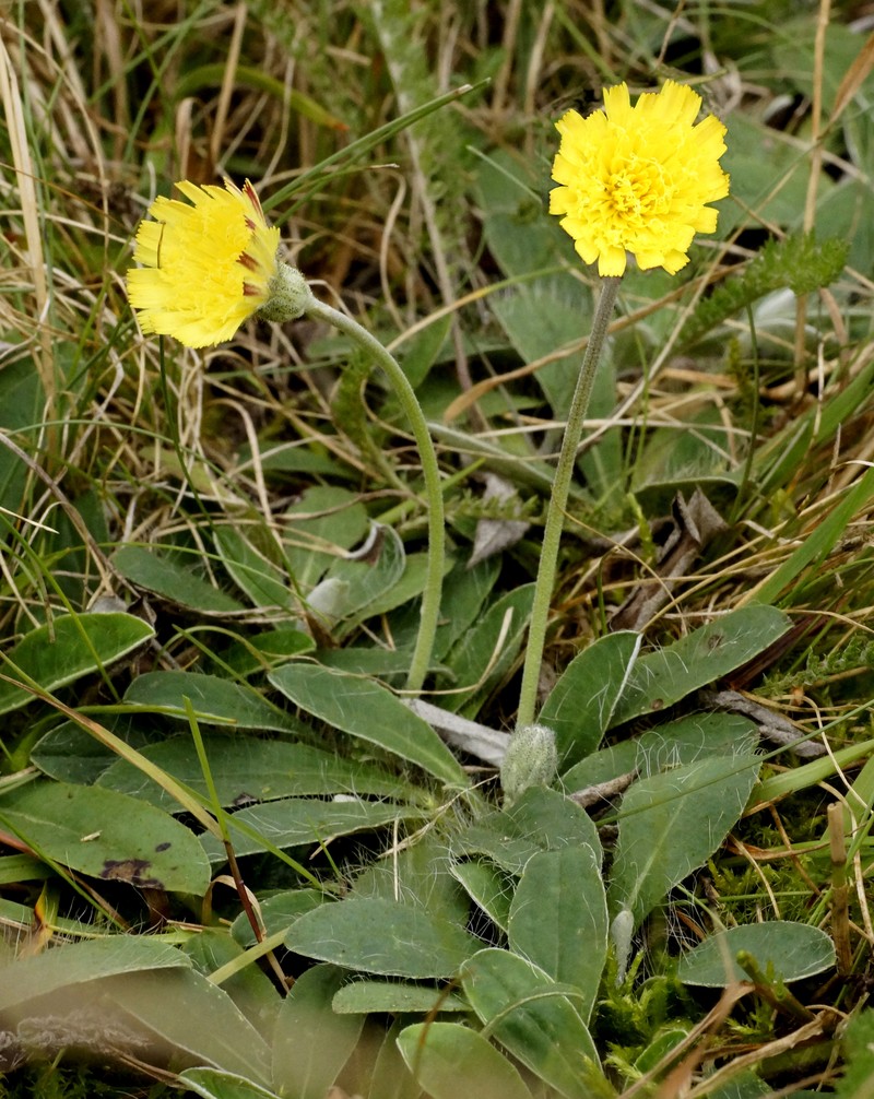 Mouseear Hawkweed photo 8