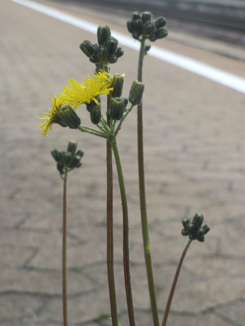 Tall Hawkweed photo 8