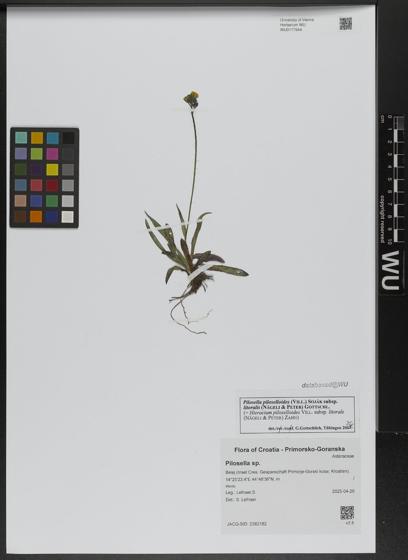 Pilosella piloselloides subsp. litoralis