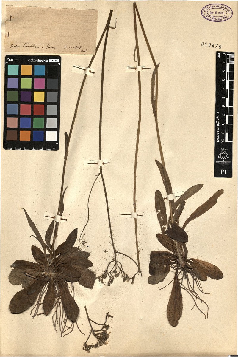 Pilosella piloselloides subsp. litoralis photo 2