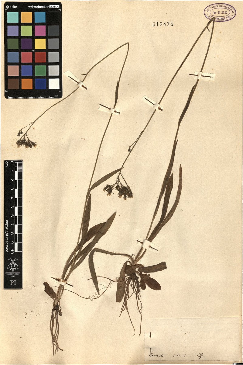 Pilosella piloselloides subsp. litoralis photo 3