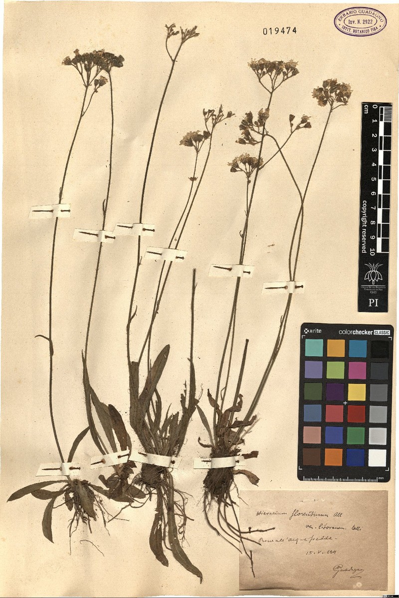 Pilosella piloselloides subsp. litoralis photo 4