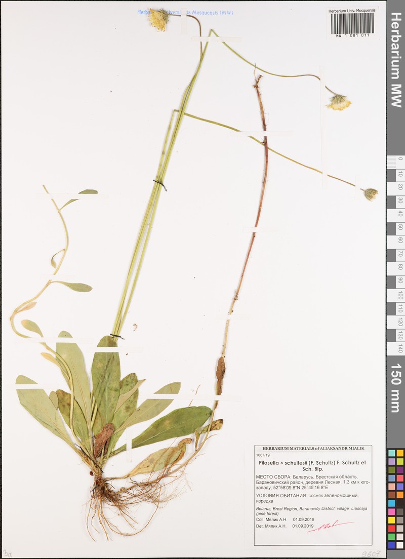 Pilosella schultesii subsp. schultesii