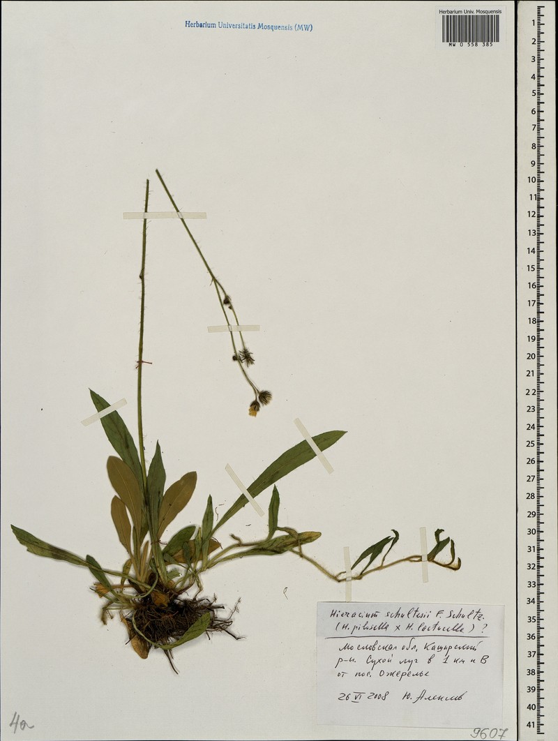 Pilosella schultesii subsp. schultesii photo 2