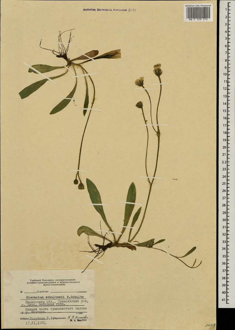 Pilosella schultesii subsp. schultesii photo 3