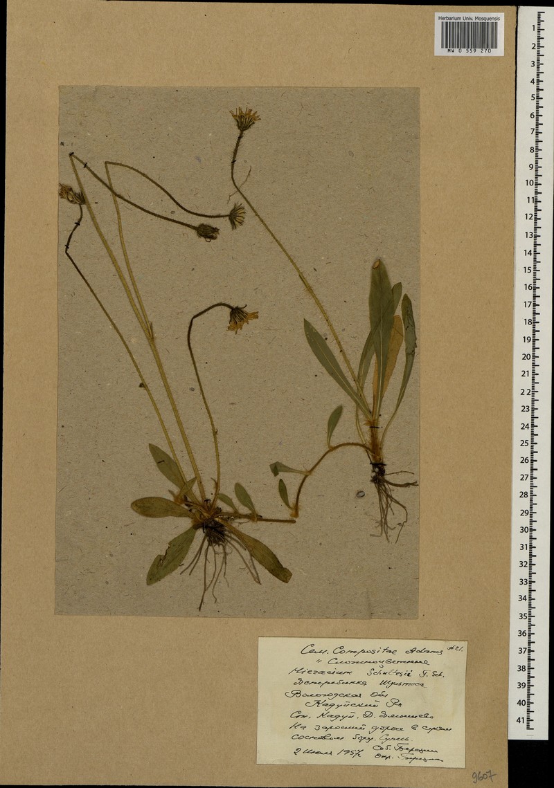 Pilosella schultesii subsp. schultesii photo 4