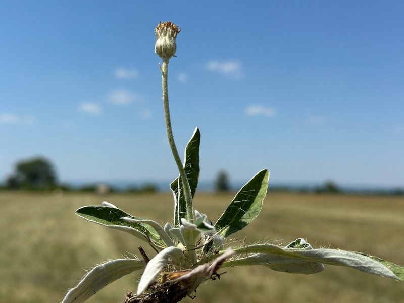 Pilosella testimonialis